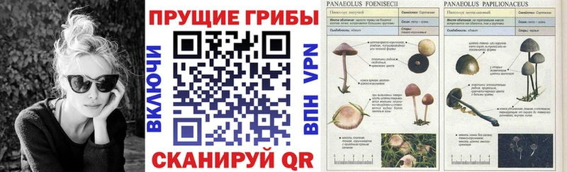 Псилоцибиновые грибы мицелий  закладки  Суздаль 